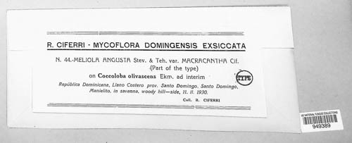 Meliola angusta image